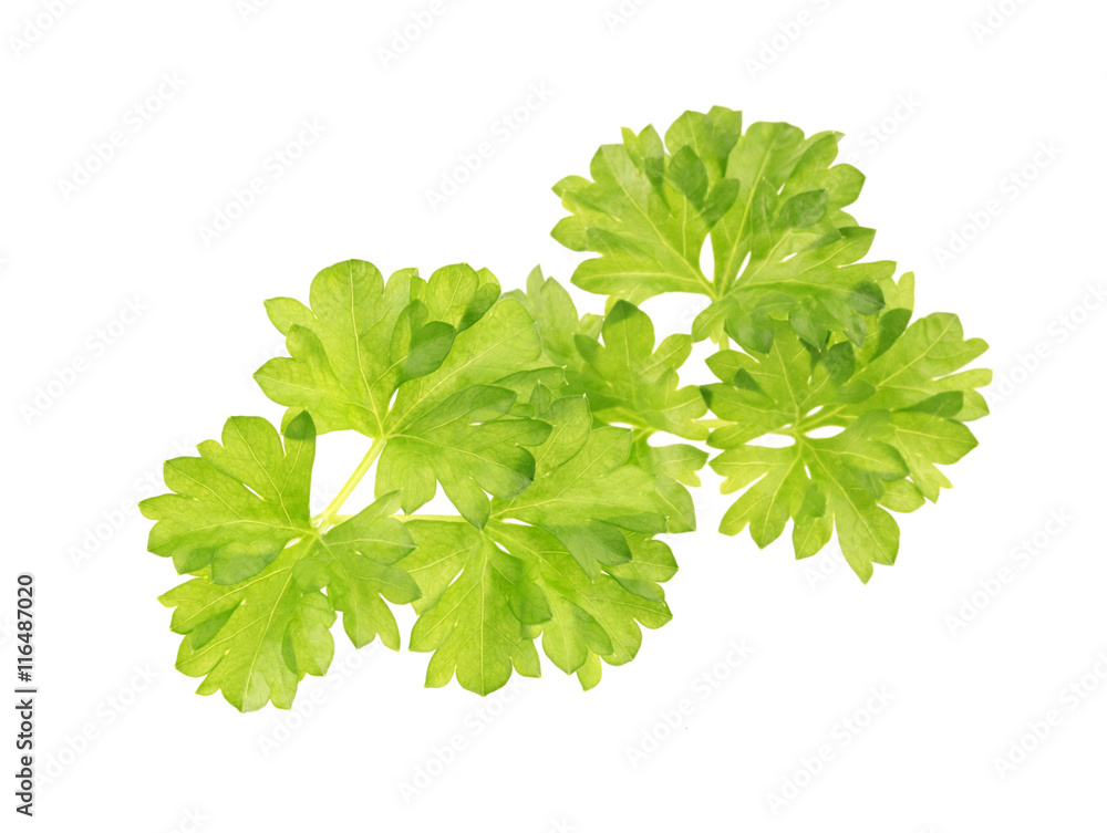 Branch of fresh parsley isolated on white