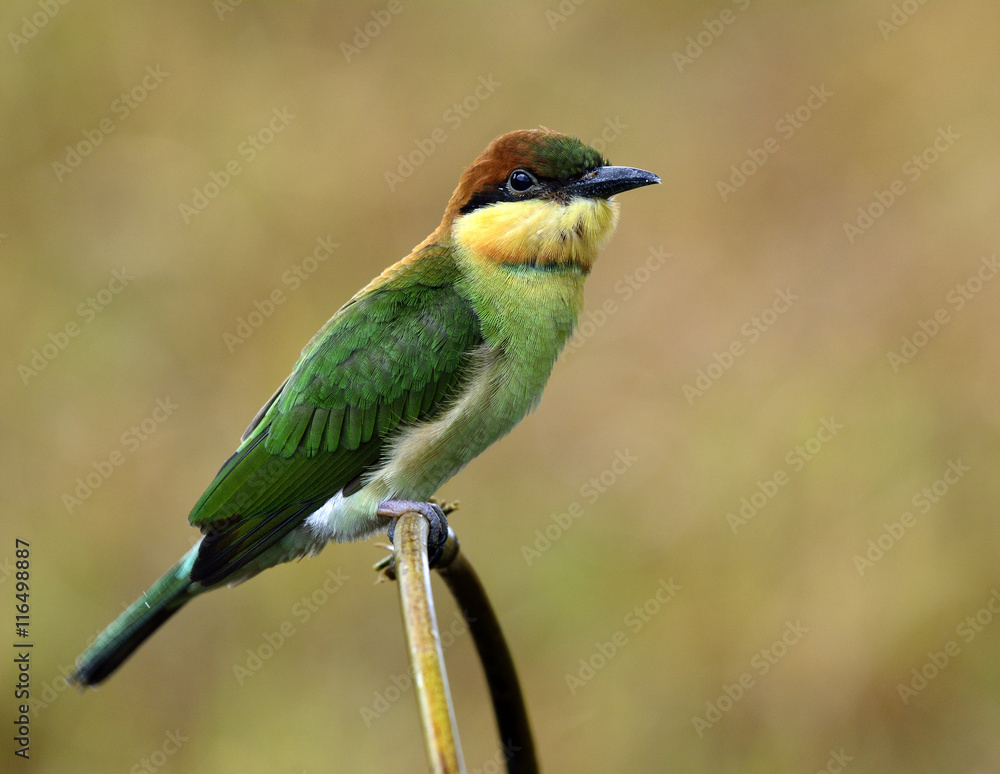 栗头食蜂（Merops leschenaulti）perc的幼蜂