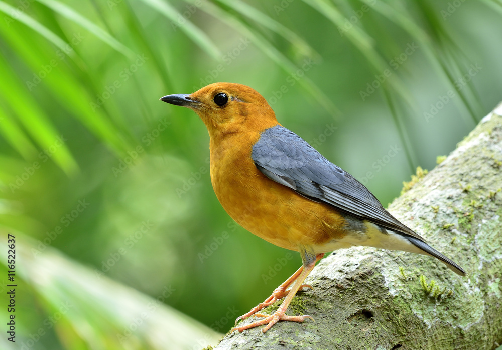 橙头画眉（Geokichla citrina）美丽的橙安