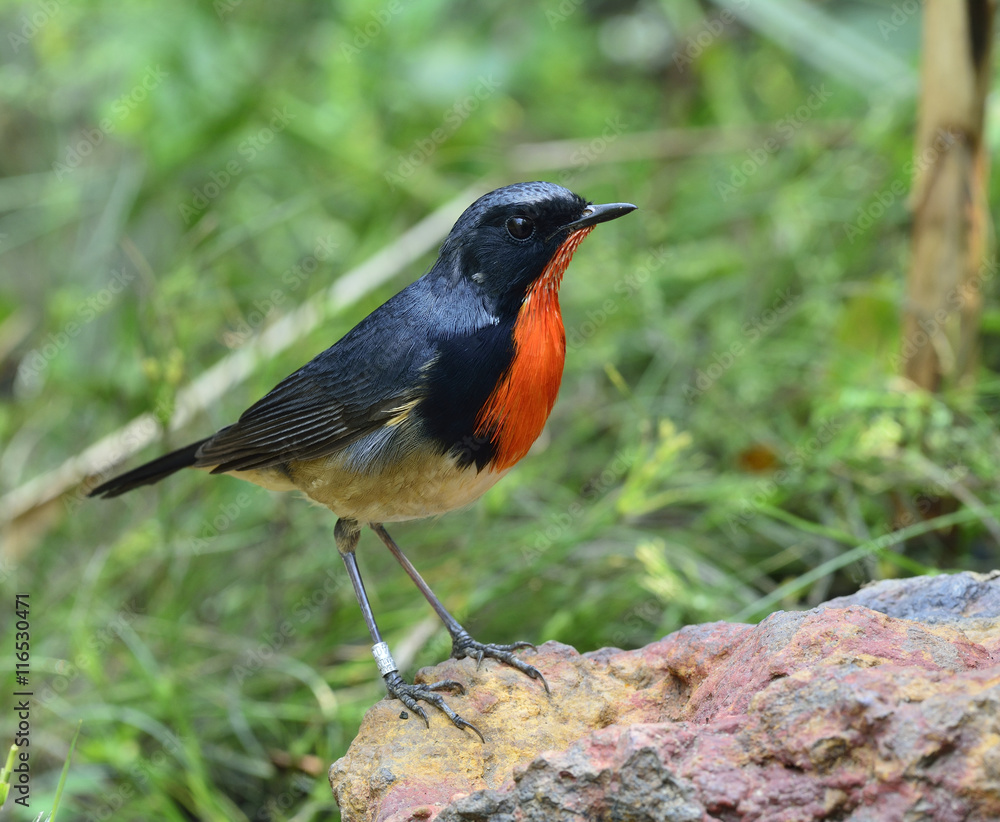 红颈鸟，火喉（Luscinia pectardens）美丽的bl