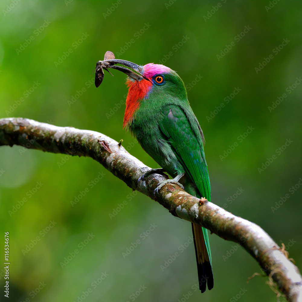 Red-bearded bee-eater (Nyctyornis amictus) beautiful of parrents