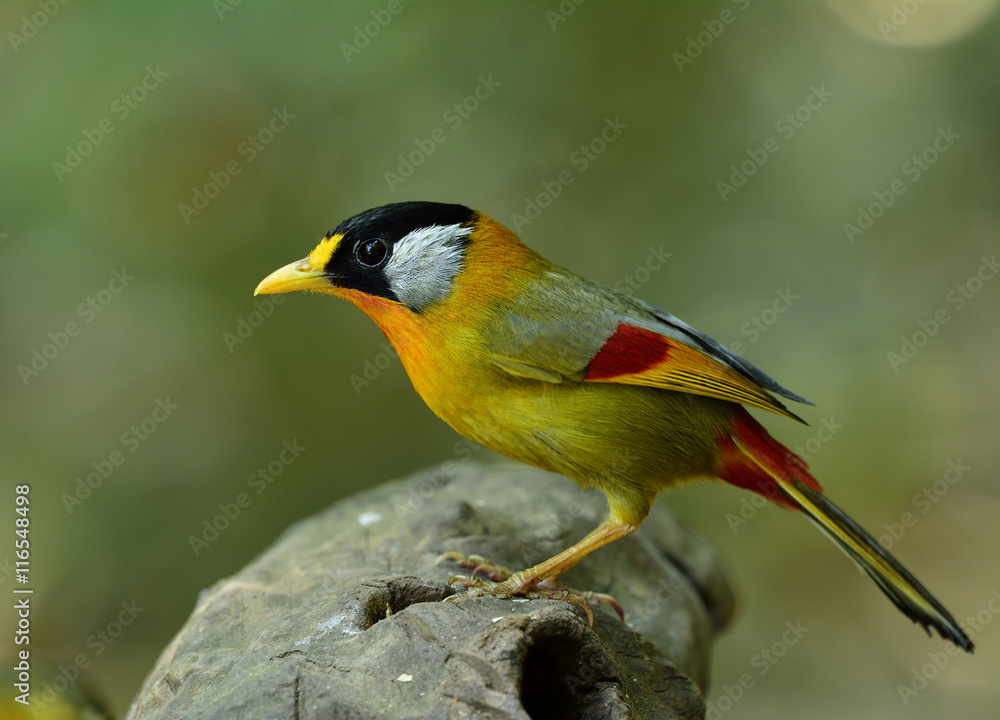 Silver-eared Mesia (Leiothrix argentauris) the beautiful yellow