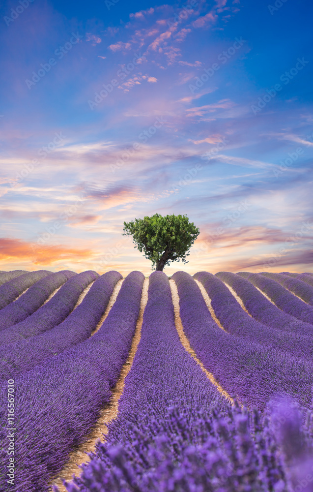 Beautiful landscape of blooming lavender field