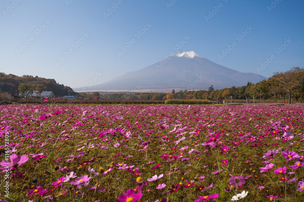 Yamanakako Hanano Miyako Koen秋季的宇宙花和富士山