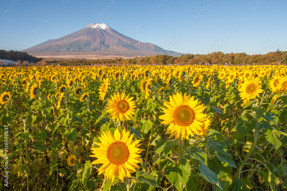 秋季山中花卉公园的向日葵田和富士山