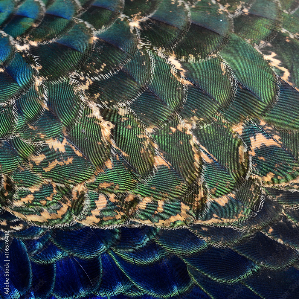 Velvet green and blue background on Green Peafowl or Indian peac