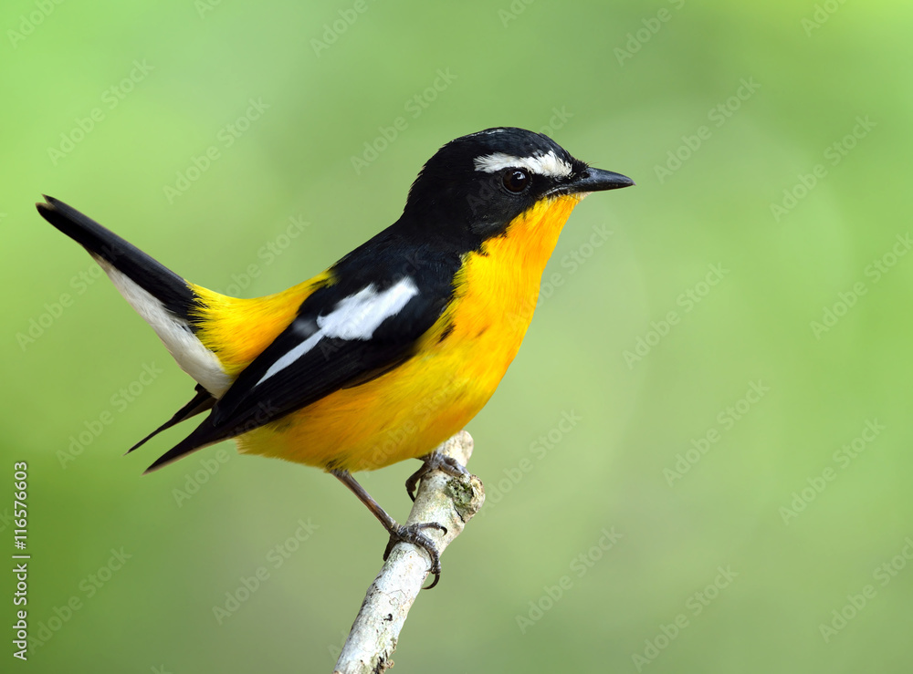 Yellow-rumped flycatcher (Ficedula zanthopygia) the beautiful ye