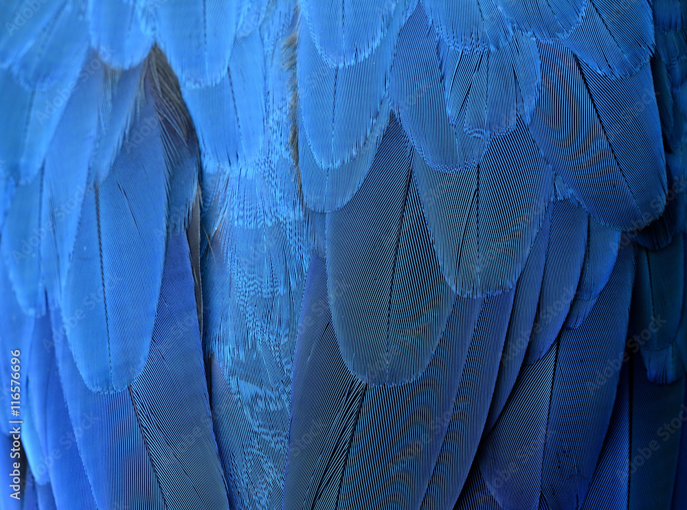 An exotic blue background, feathers of the blue-and-yellow macaw