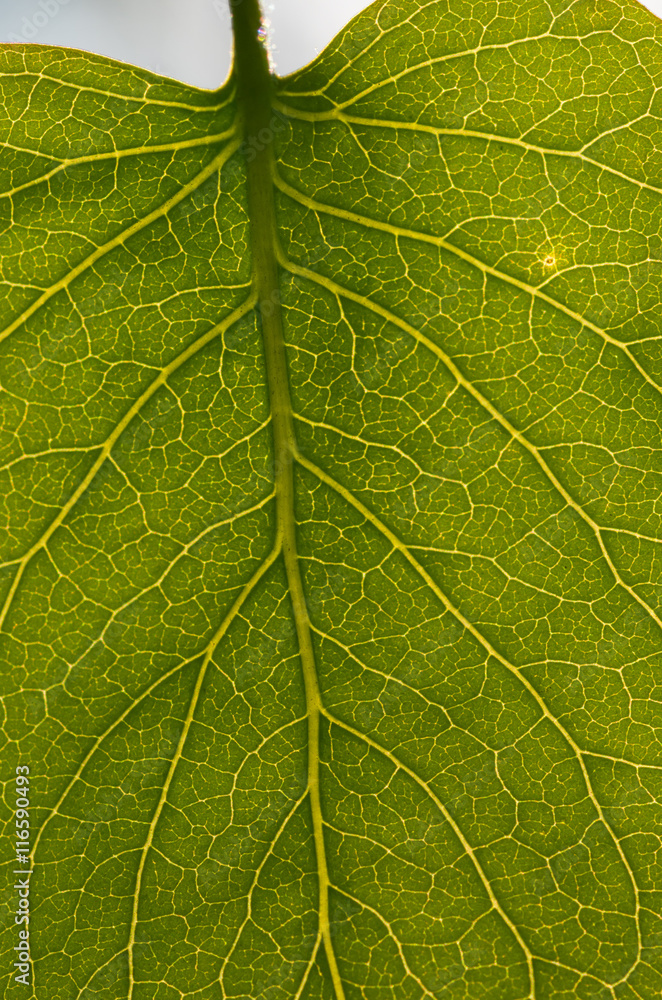 Leaf texture