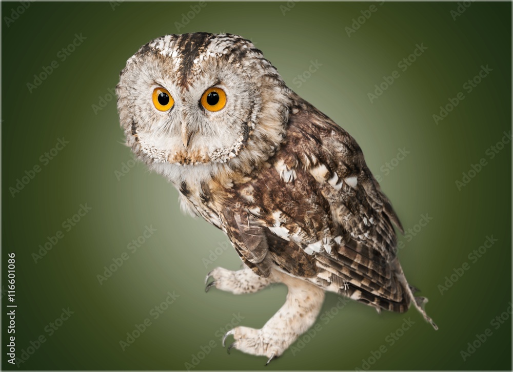 Owl.