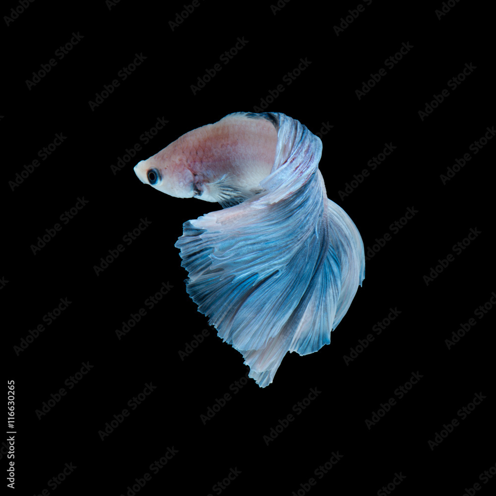 Blue betta fish