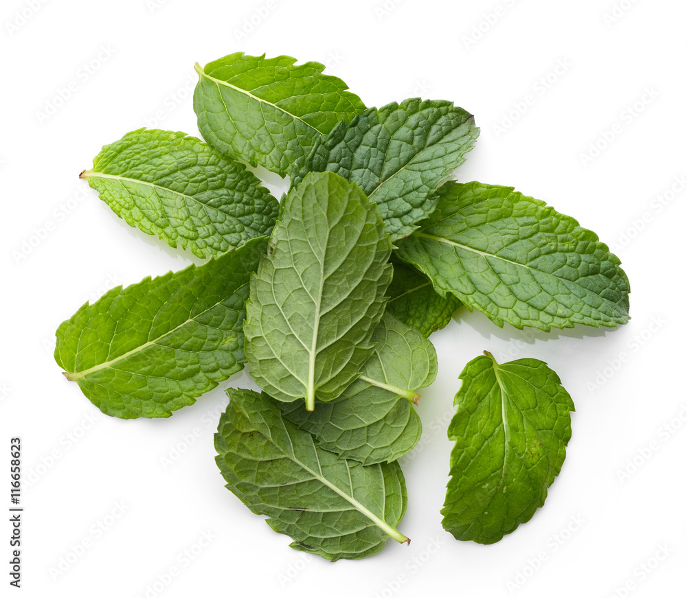 fresh green mint leaves