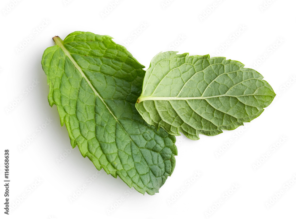 fresh green mint leaves