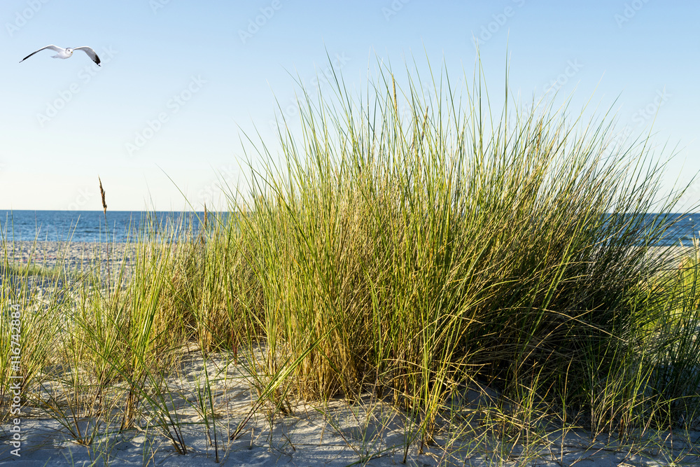 Dünen am Strand