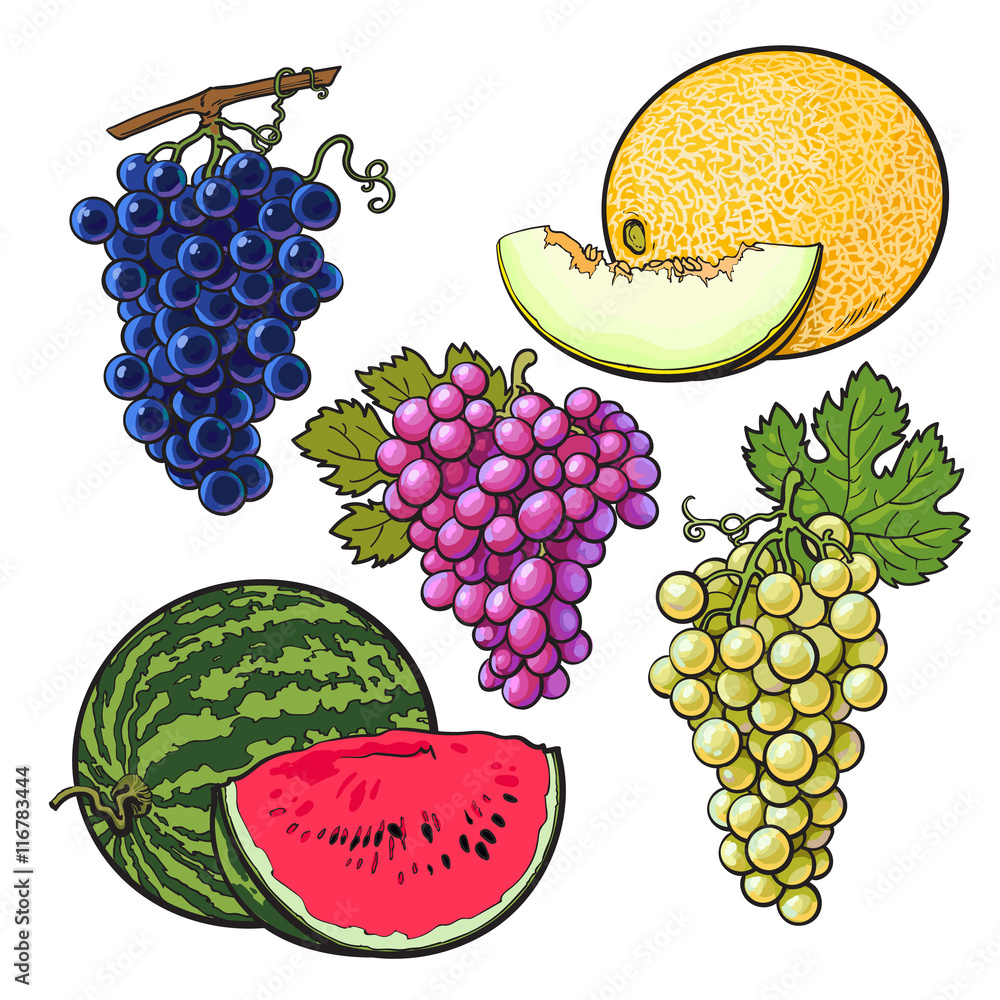 Collection of red, green and purple grapes, melon and watermelon, vector illustration isolated on wh