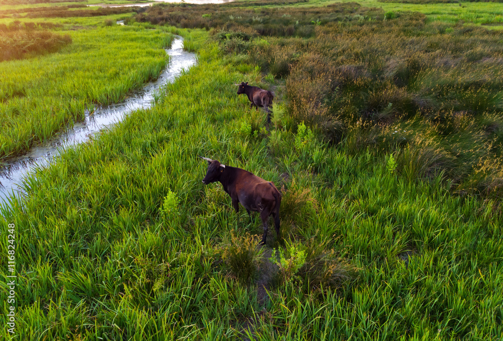 Water buffalos standing on green grass