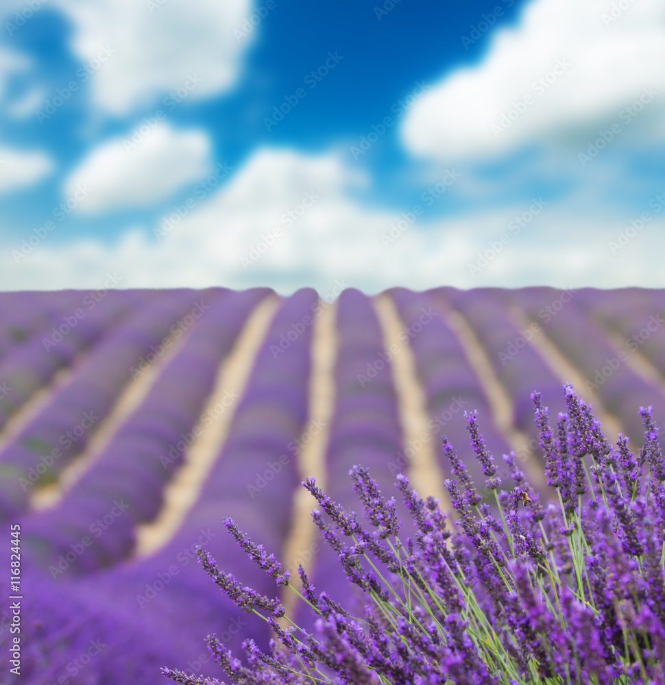 Beautiful landscape of blooming lavender field