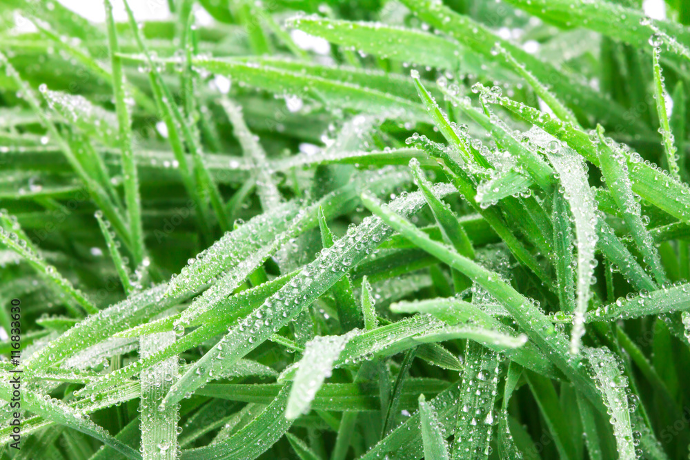 雨后有水滴的新鲜绿草背景