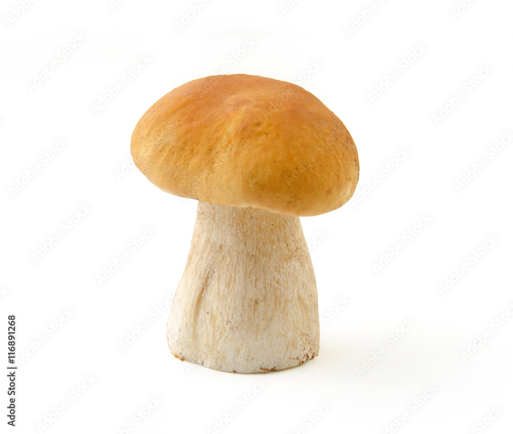 Boletus edulis mushroom isolated on white background close up