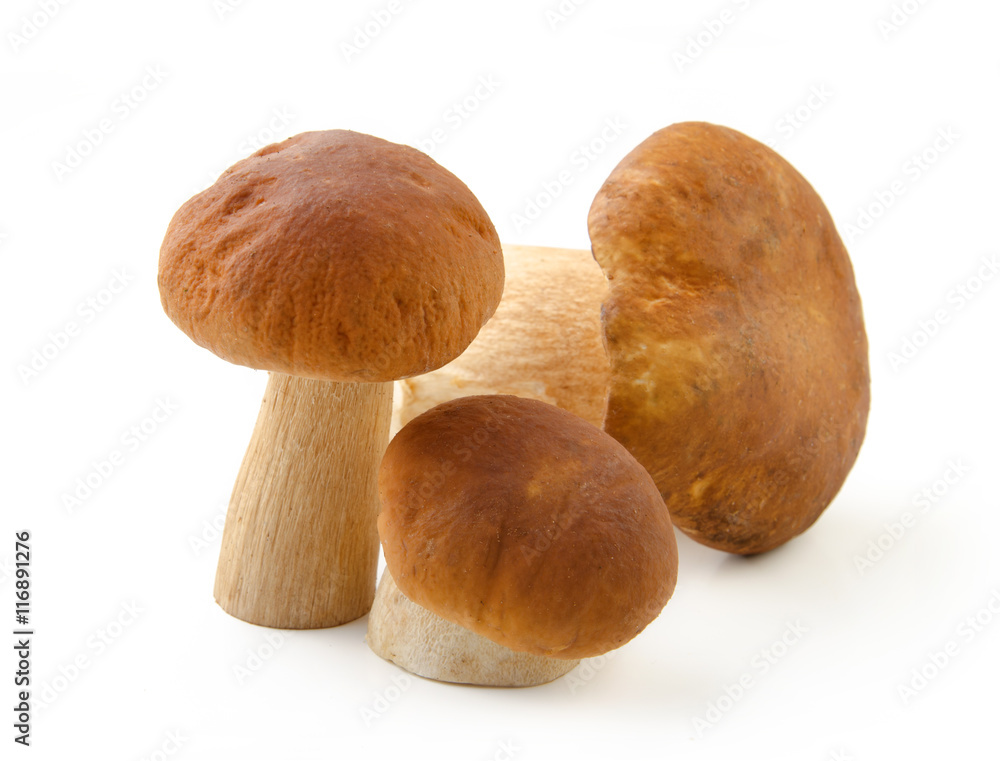 Boletus edulis mushroom isolated on white background close up