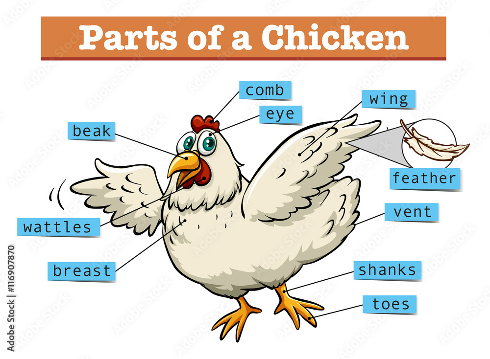 鸡肉部分示意图