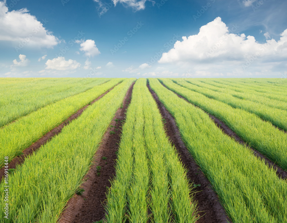 Rows on the field. Agricultural landscape in the summer time..