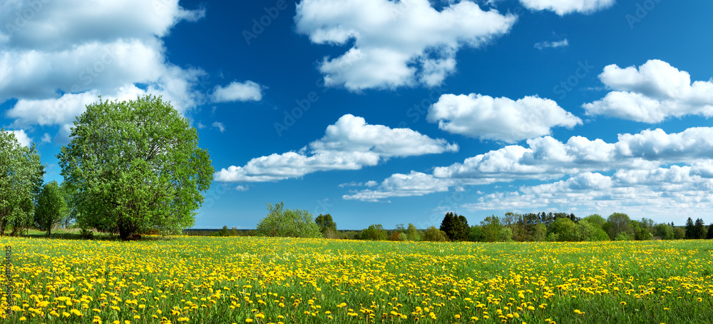 Field with yellow dandelions and blue sky