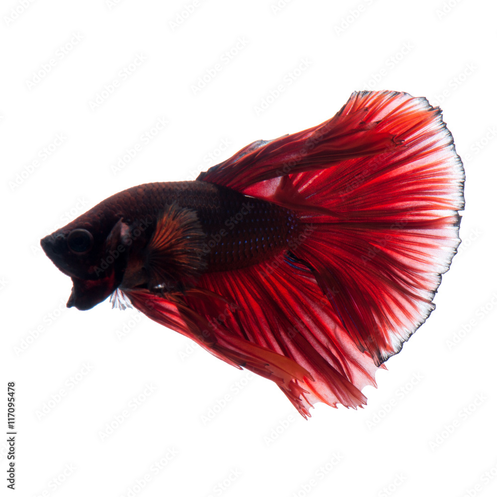 Red betta fish on white background