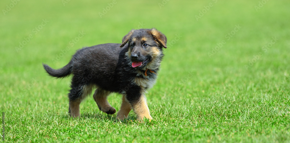 德国牧羊犬宝宝