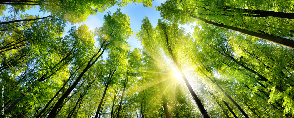 Zauberhafter Sonnenschein auf grünen Baumkronen im Wald