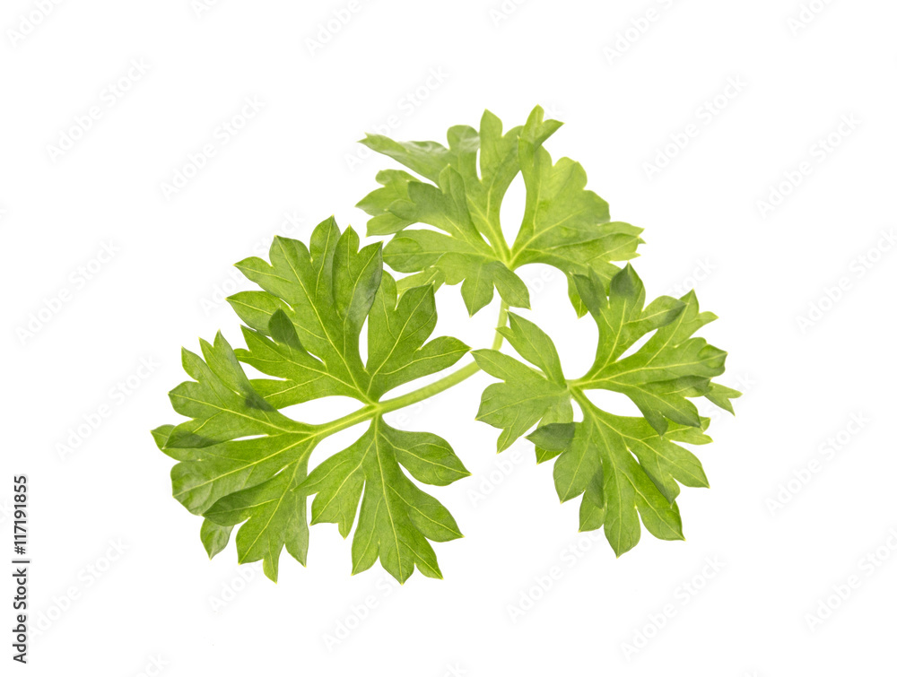 白色隔离的Parsley