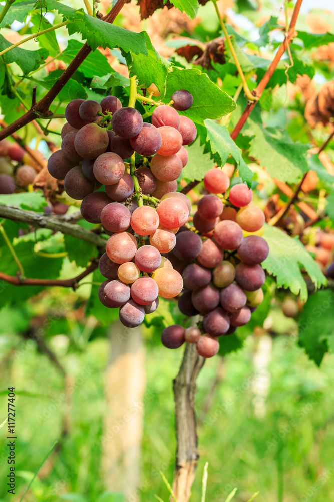 Ripe grapes in the vineyard,in the autumn season