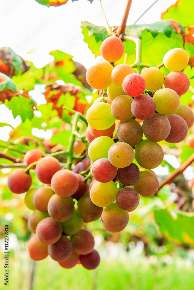 Ripe grapes in the vineyard,in the autumn season