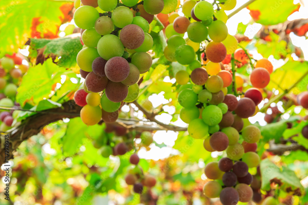 Ripe grapes in the vineyard,in the autumn season