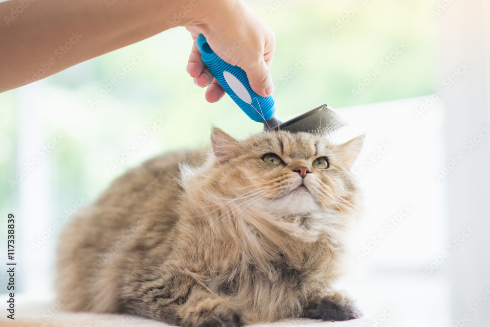 Woman using a comb brush the Persian cat