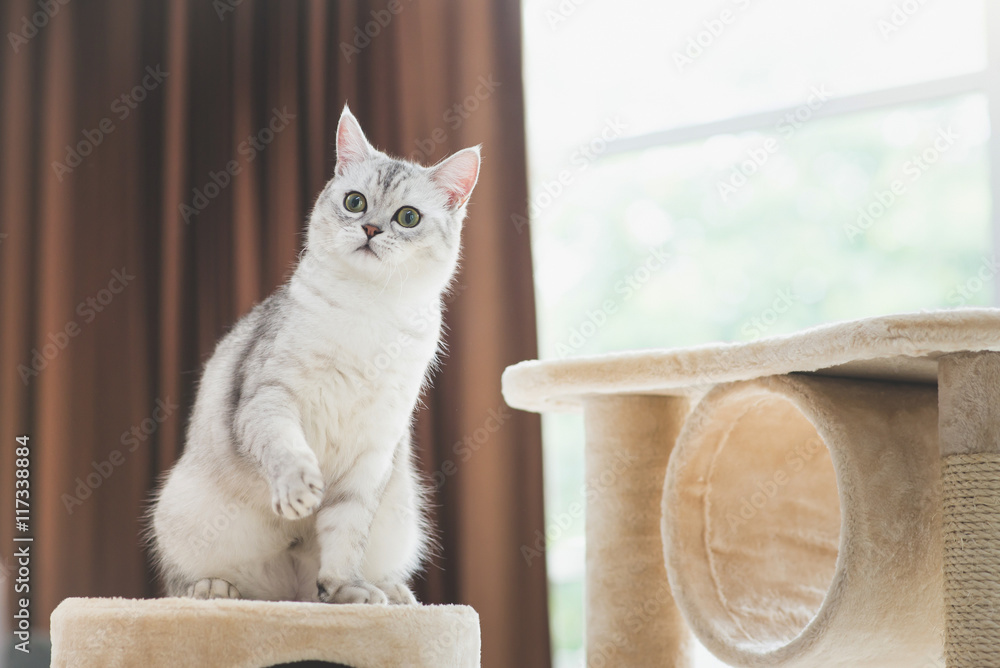 cat looking up on cat tower