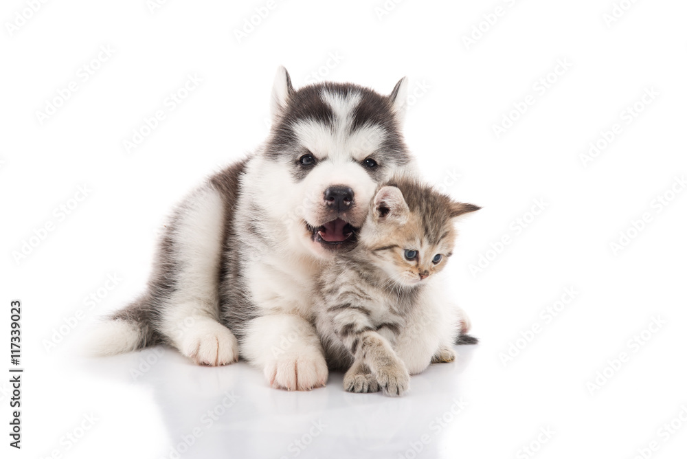 Cute siberian husky puppy cuddling cute kitten