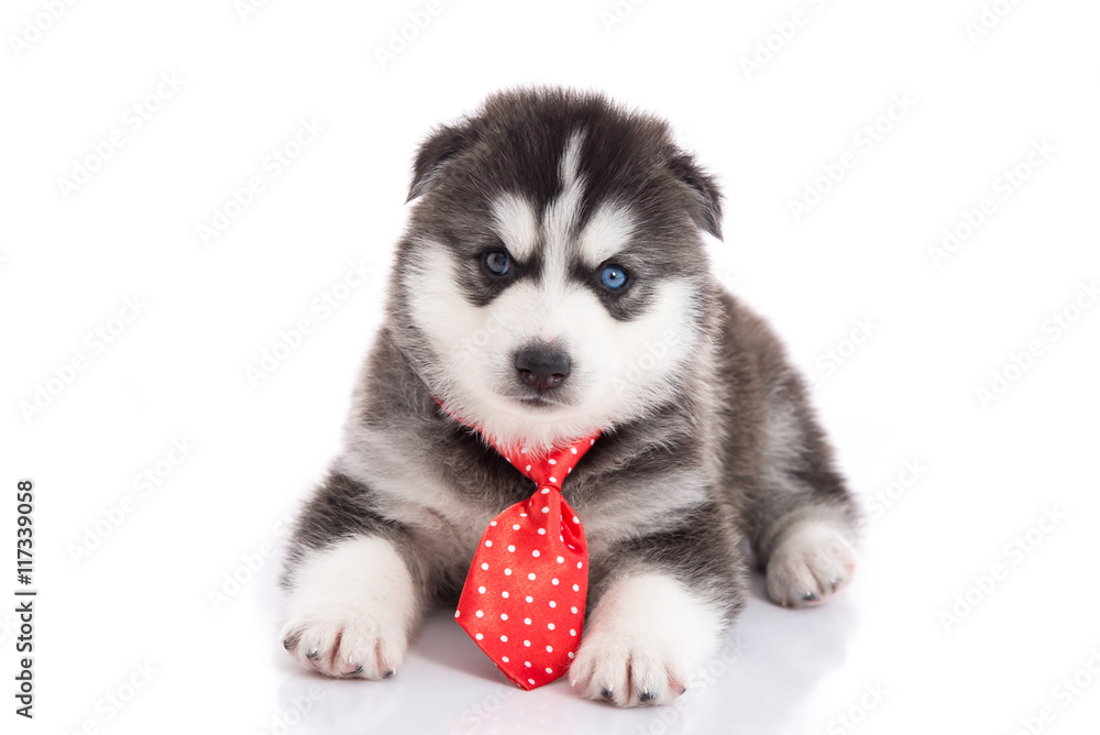 iberian husky puppy with tie sitting