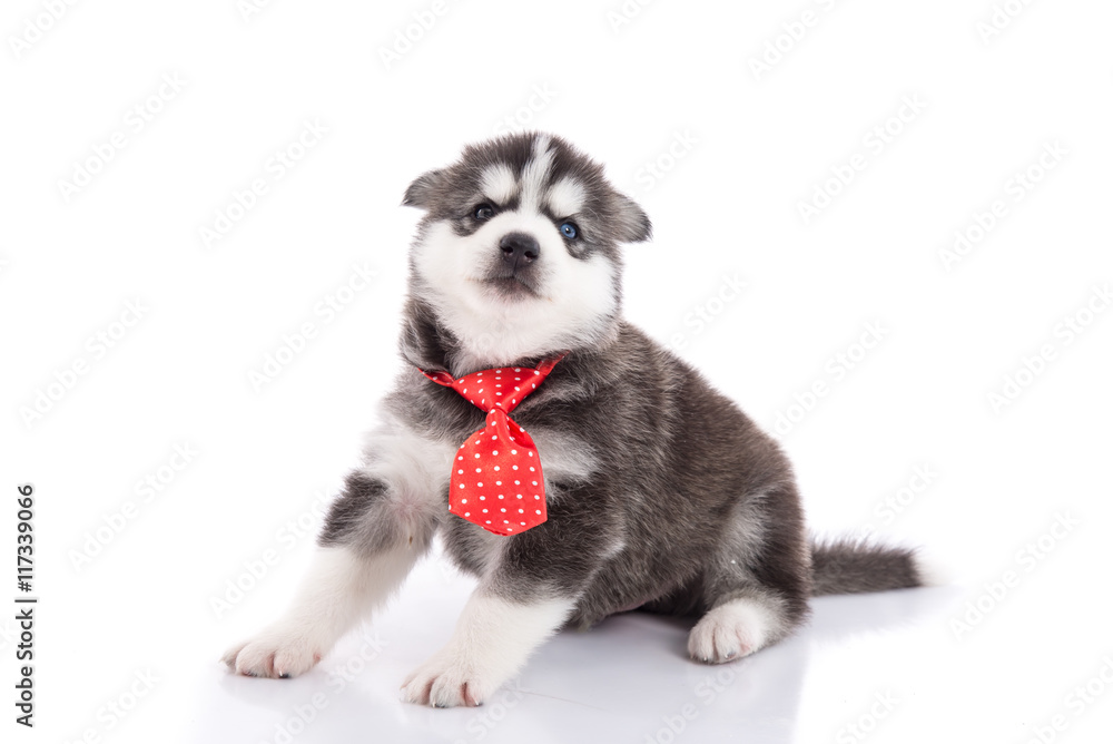 iberian husky puppy with tie sitting