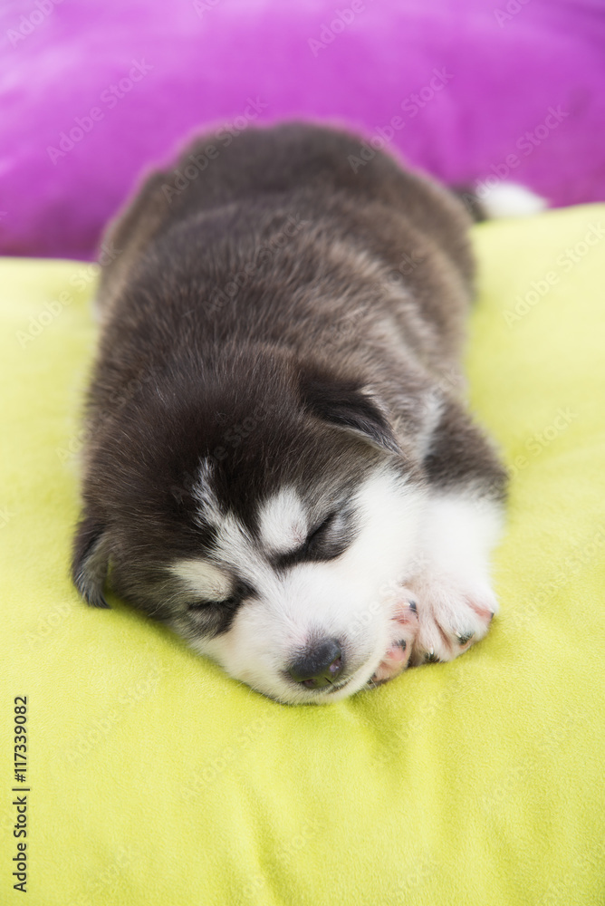 Cute siberian husky puppy sleeping in the bed