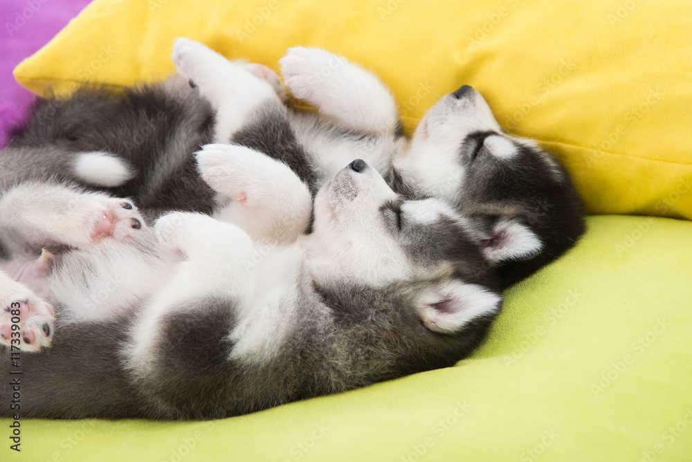 Cute Two siberian husky puppies sleeping in the bed