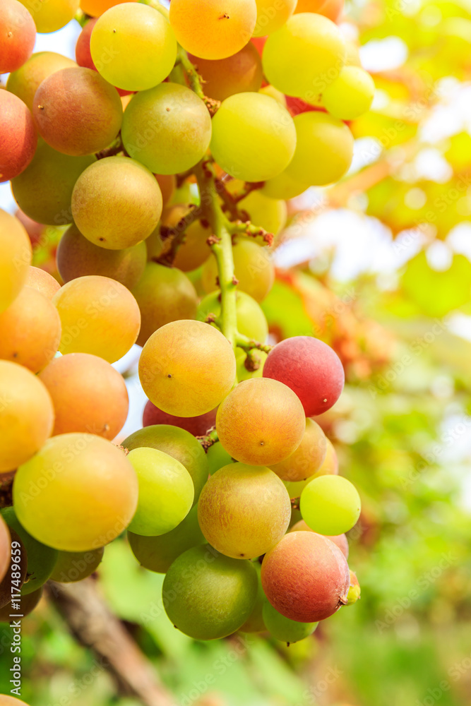 Ripe grapes in the vineyard,in the autumn season