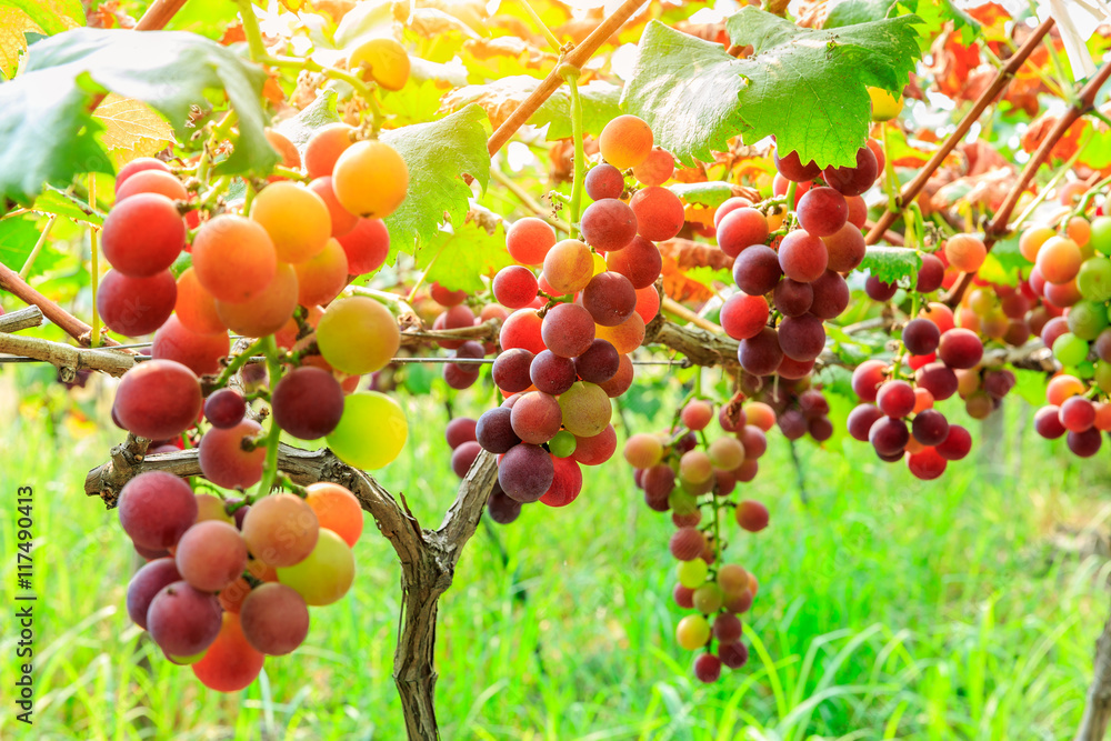 Ripe grapes in the vineyard,in the autumn season