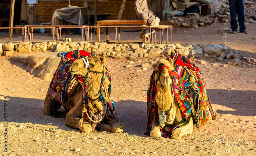 Bedouin camels rest in the ancient city of Petra