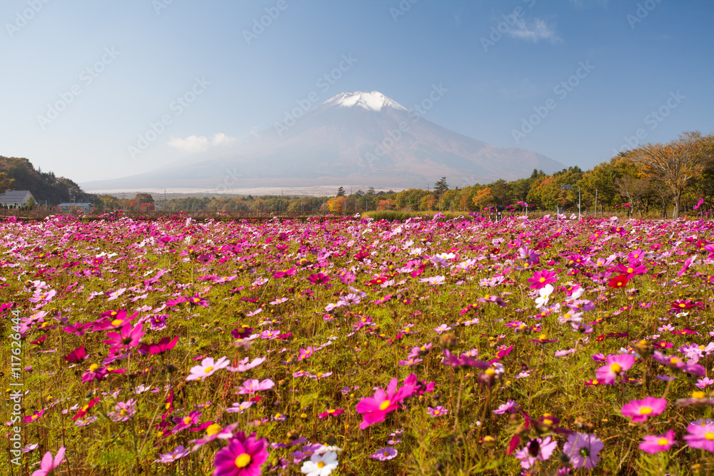 Yamanakako Hanano Miyako Koen秋季的宇宙花和富士山