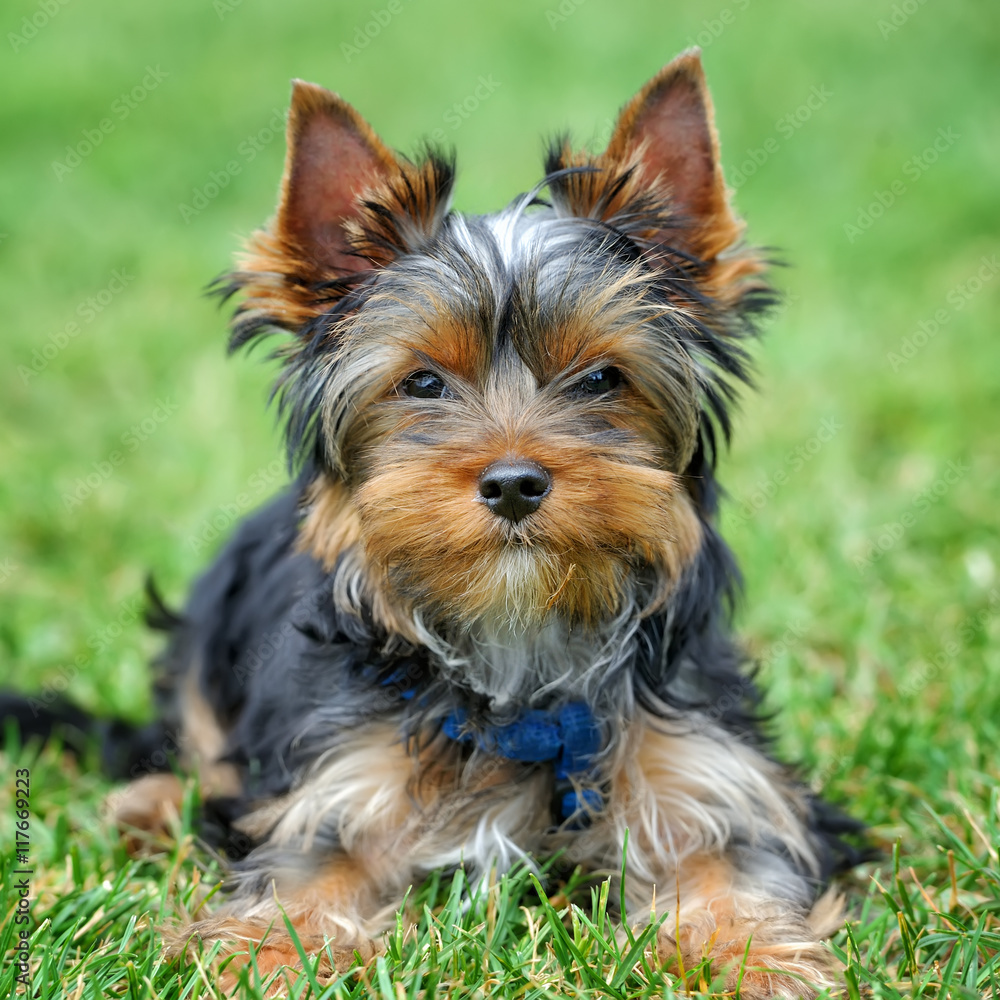 Yorkshire Terrier dog