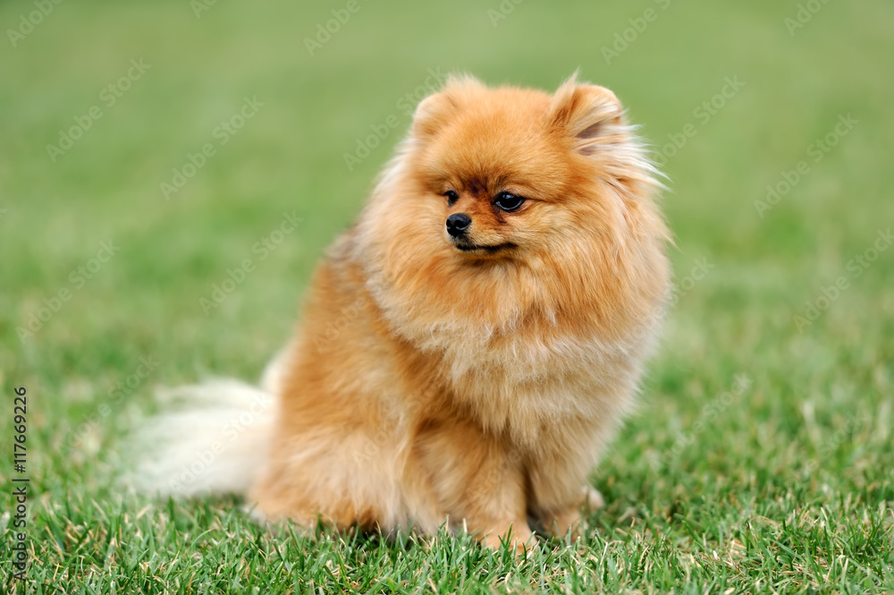 Brown pomeranian dog