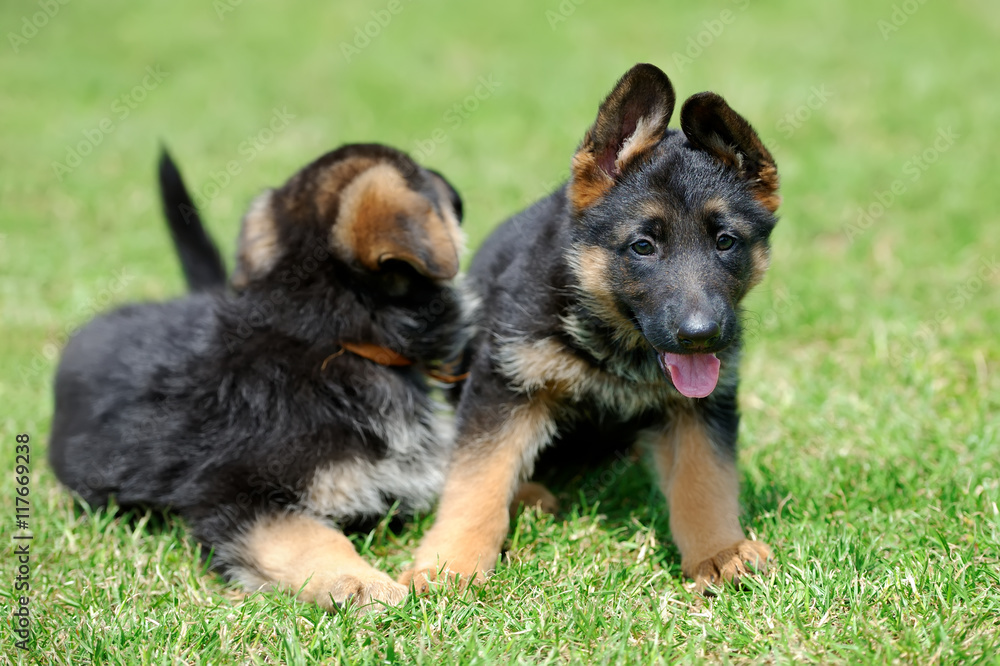 德国牧羊犬宝宝