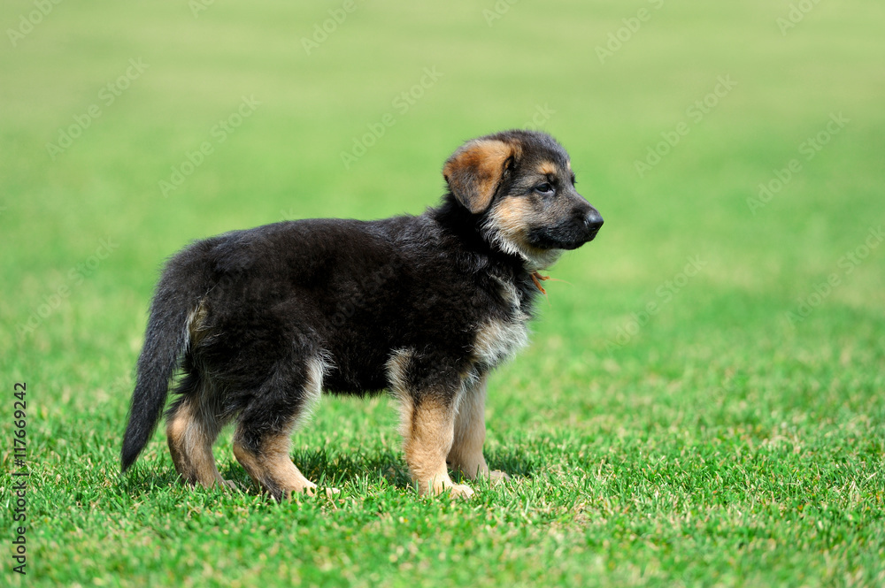 德国牧羊犬宝宝