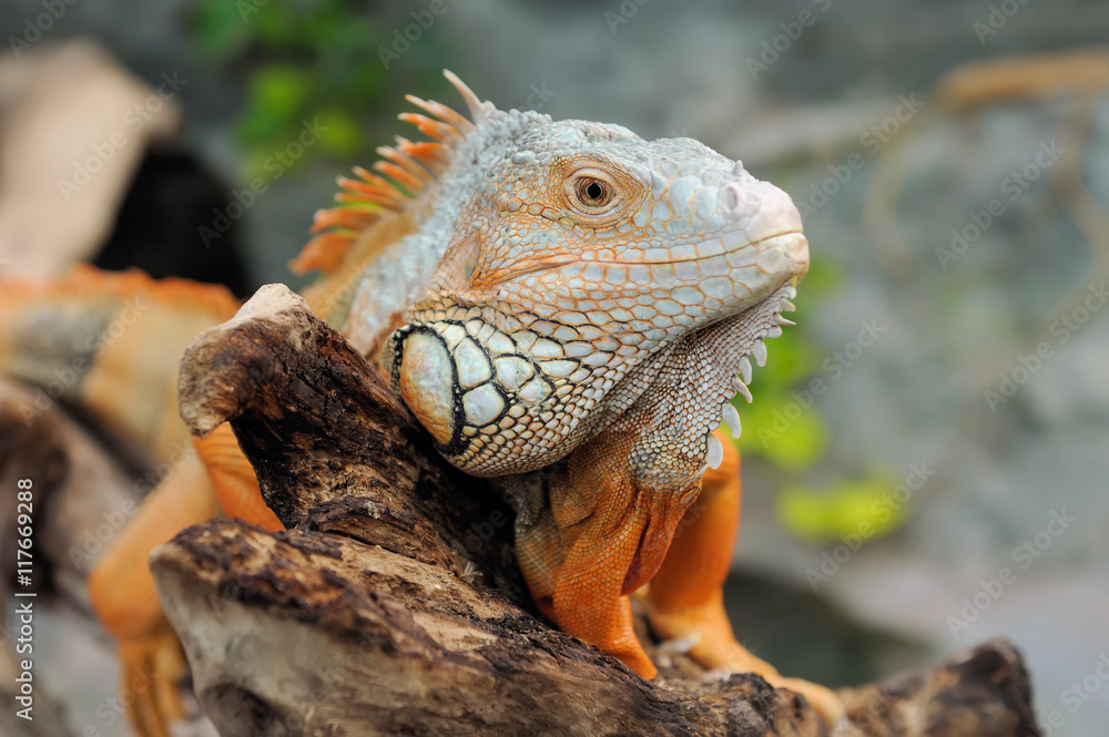 Iguana